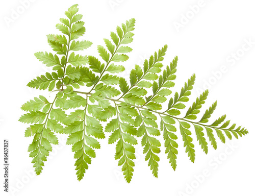 fern isolated
