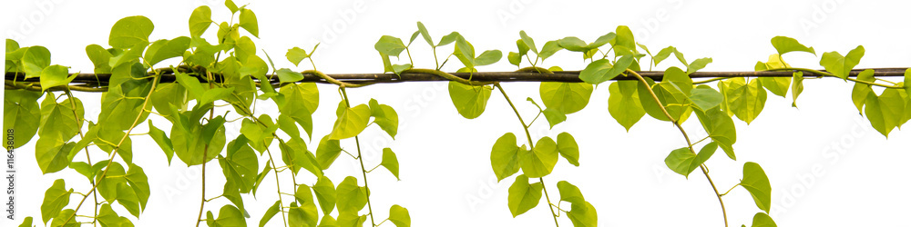 Ivy green with leaf on isolate white background Ivy green with leaf on isolate white background