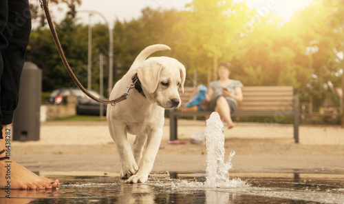 Fototapeta Naklejka Na Ścianę i Meble -  Labrador Retriever Welpe schaut neugierig auf einen Wasserstrahl im Park während eines Spaziergangs an der Leine