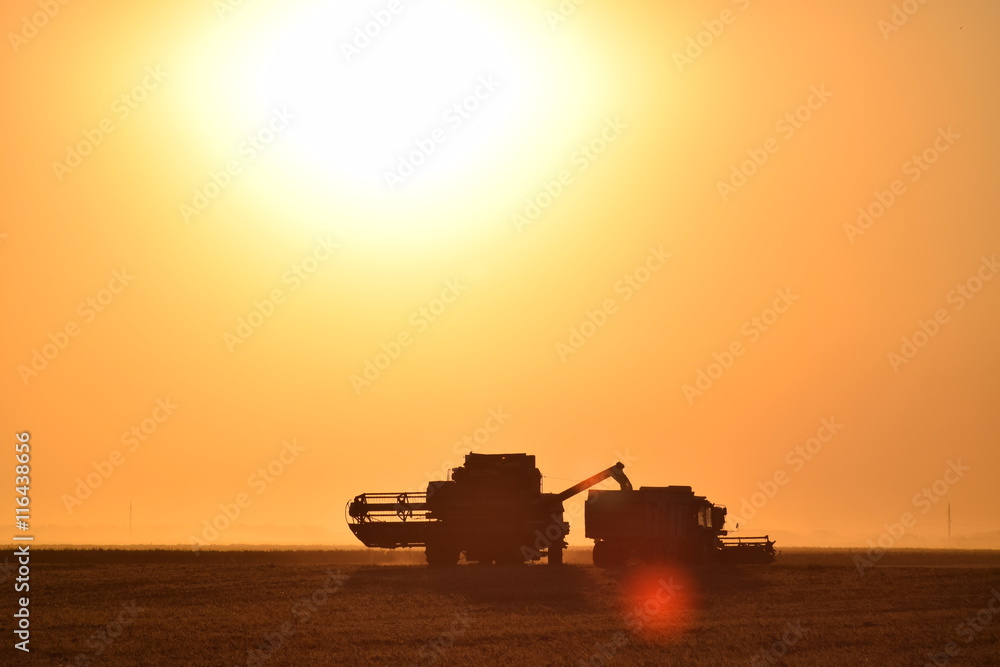 Fototapeta premium Harvesting by combines at sunset.