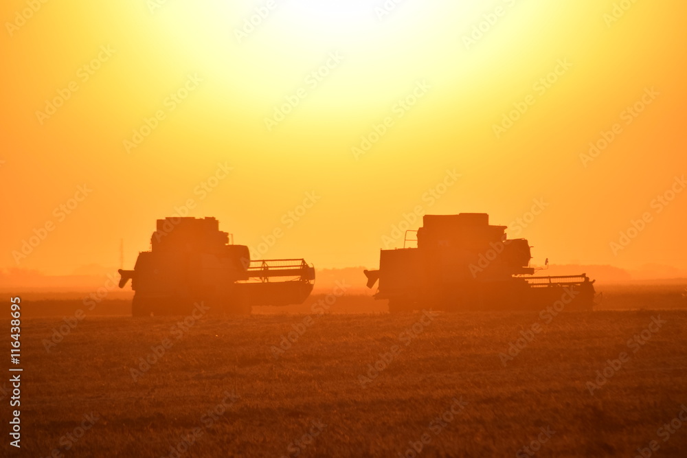 Fototapeta premium Harvesting by combines at sunset.