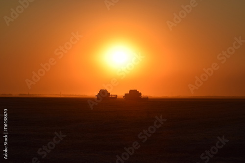 Harvesting by combines at sunset.