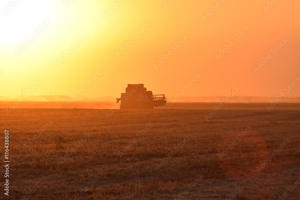 Harvesting by combines at sunset. Harvesting by combines at sunset.