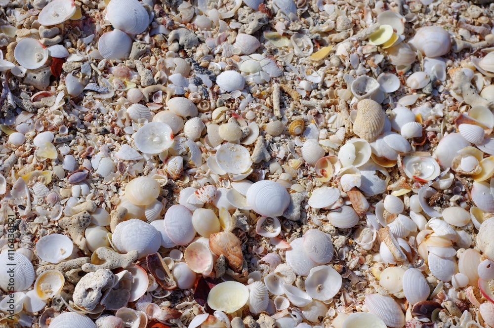 Seashells on Beach Seashells on Beach