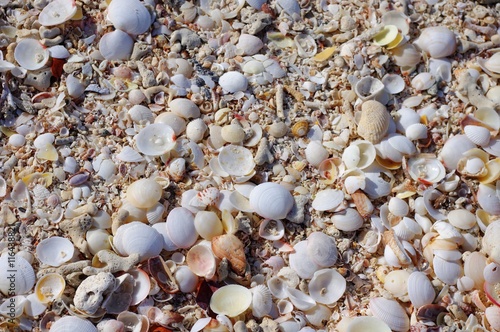 Seashells on Beach © Klint Arnold