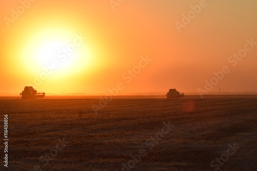 Fototapeta Naklejka Na Ścianę i Meble -  Harvesting by combines at sunset.