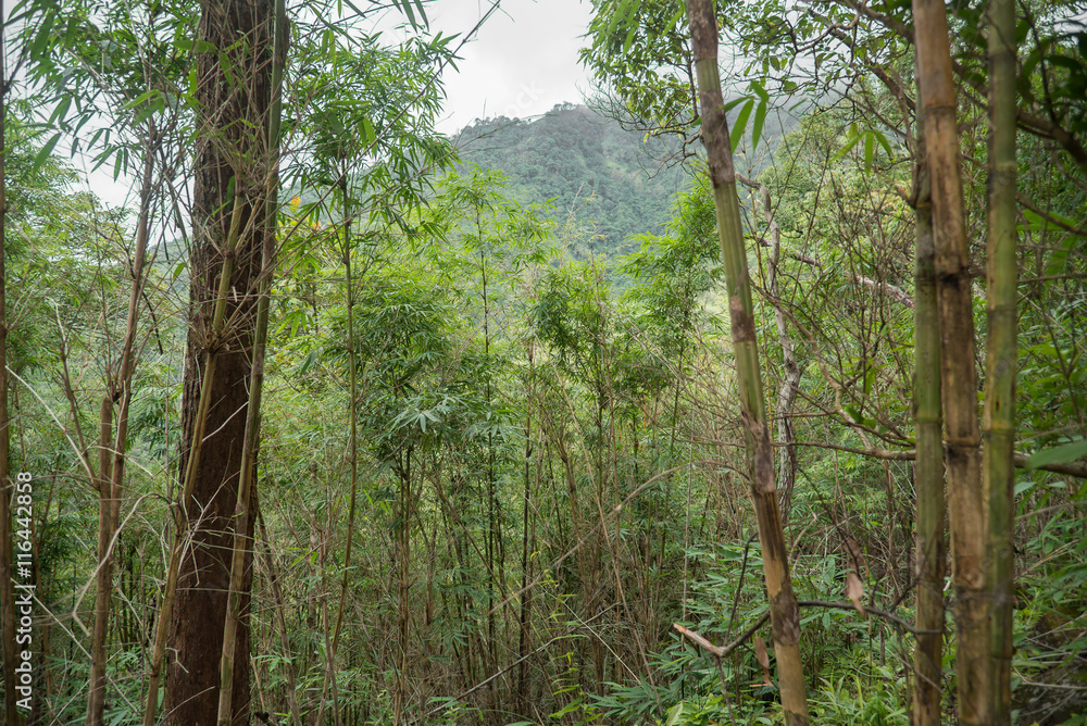 Naklejka premium Green bamboo forest Tak ,Thailand.