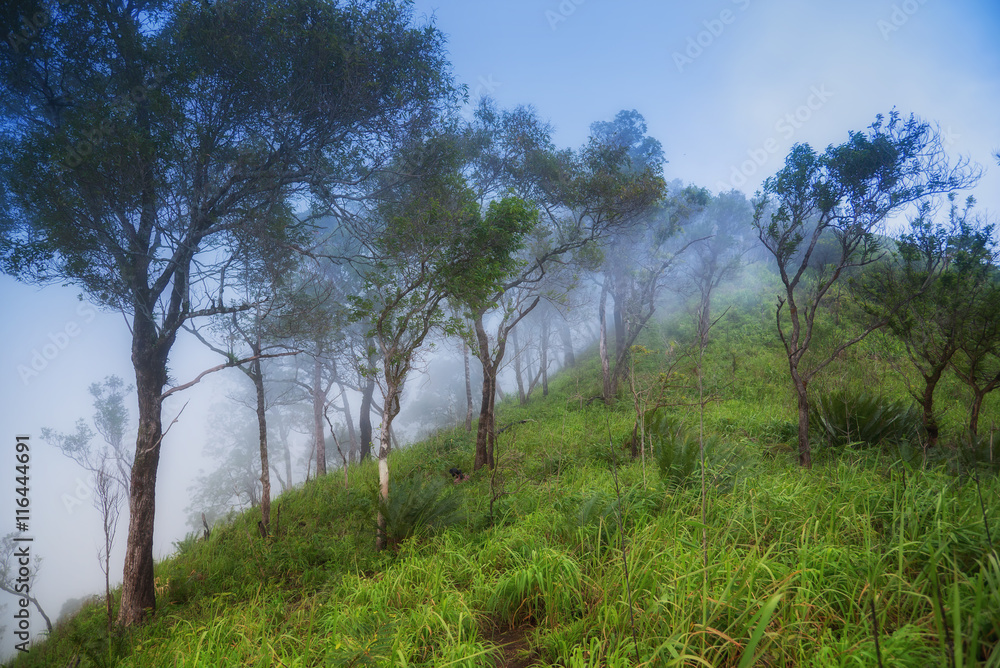 Trees on the top of mountain in the mist Tak ,Thailand. Trees on the top of mountain in the mist Tak ,Thailand.
