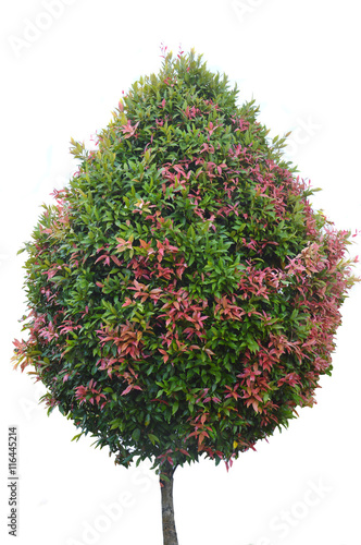 ornamental plant red bud tree photo