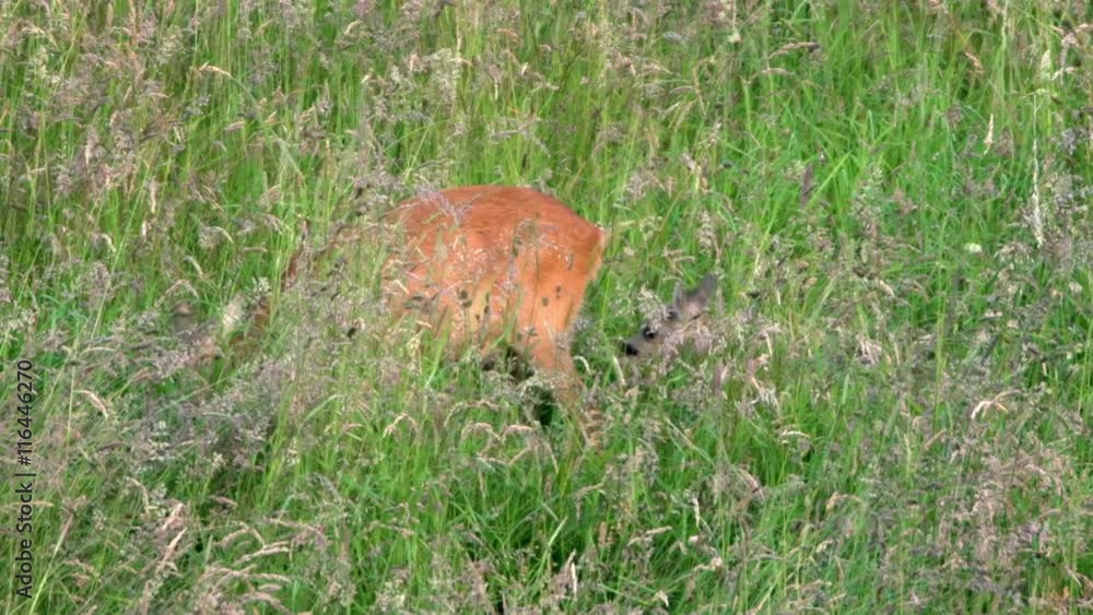 roe deer and fawn on a meadow roe deer and fawn on a meadow