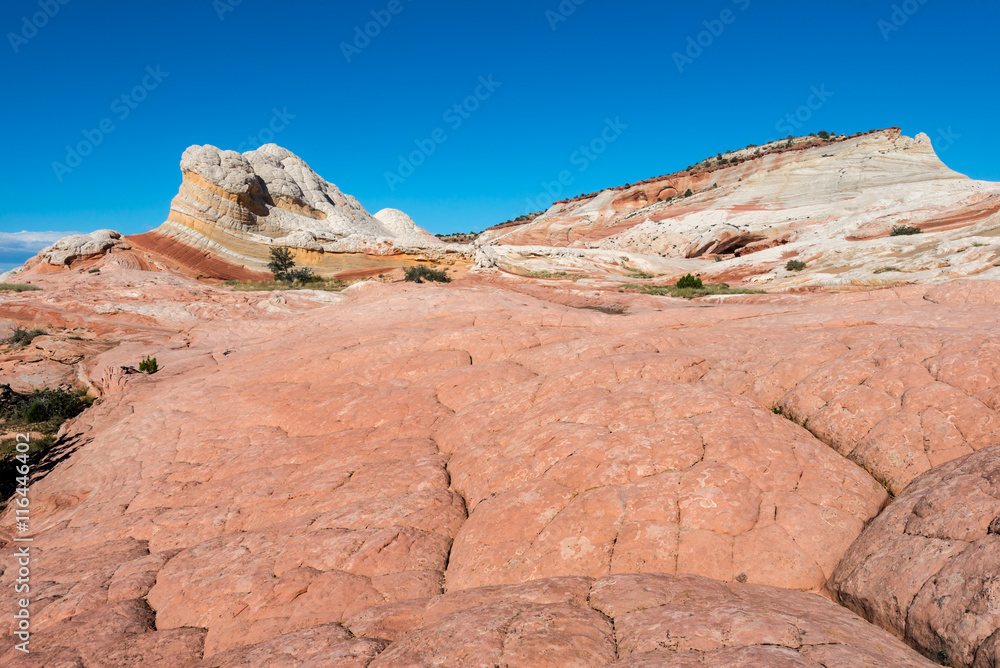 Obraz premium White Pocker, Arizona