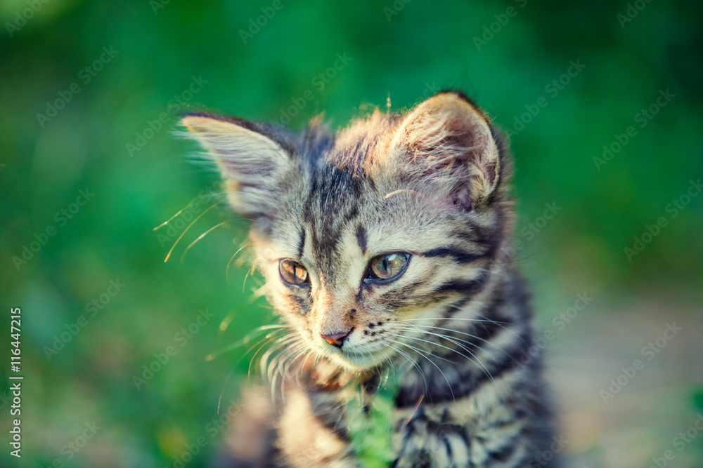 Portrait of cute little kitten in the garden Portrait of cute little kitten in the garden