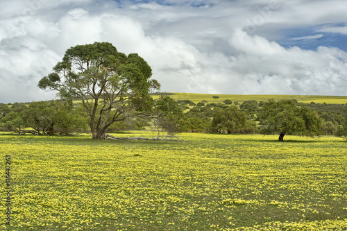 Wildflowers in Lesueur National Park