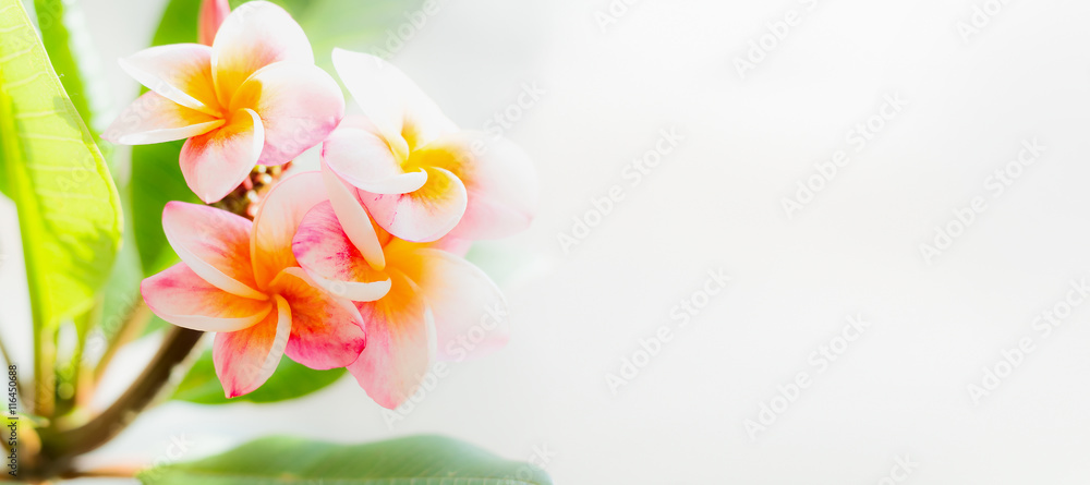 Pink yellow tropical frangipani flowers on light nature background, banner