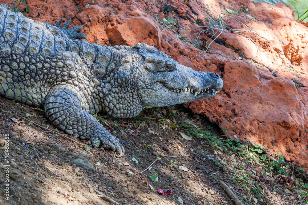 Crocodile
Crocodile du Nil, crocodile de Siam Crocodile
Crocodile du Nil, crocodile de Siam