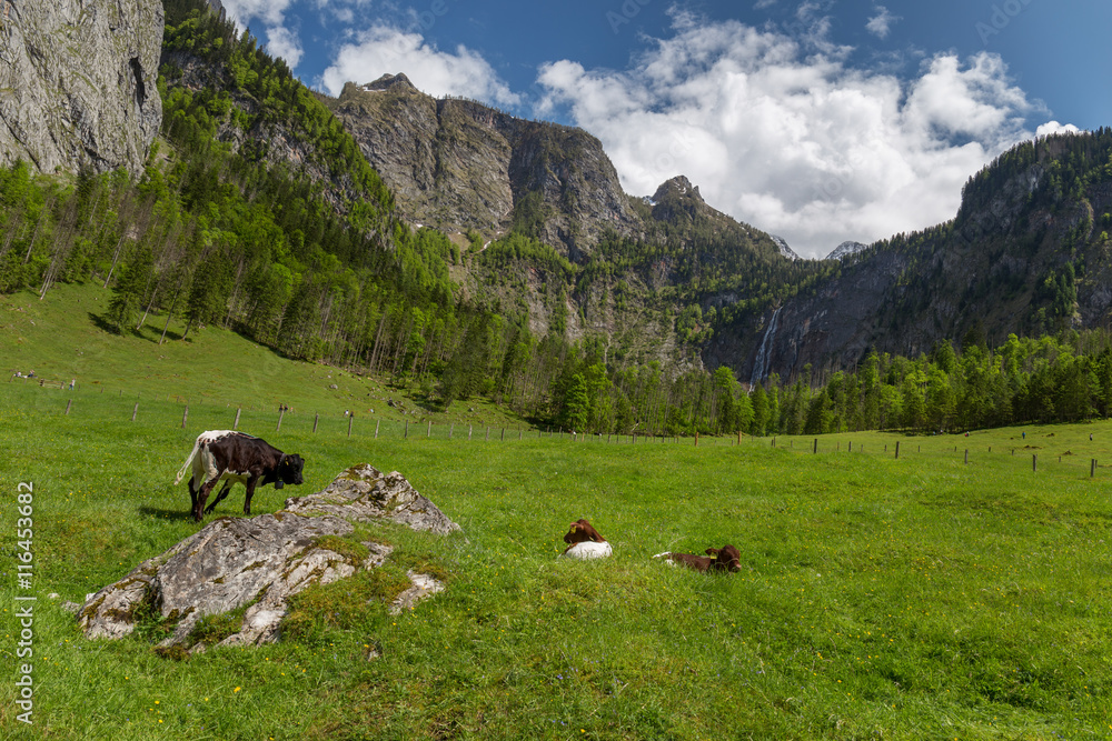 Alpine Cows