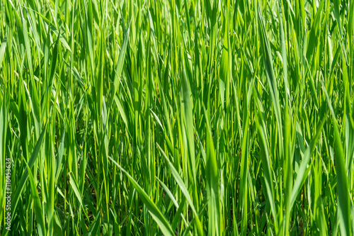 Green grass close up