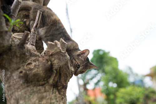 cat on a tree