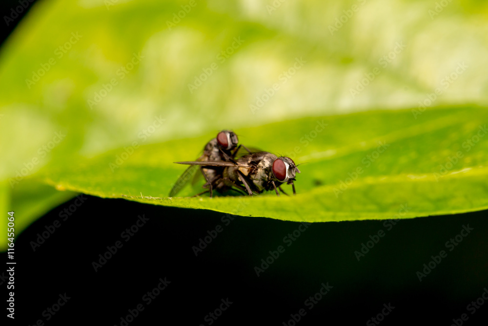 Naklejka premium Mating of two Flies Macro Nature Backgrounds, and Insects Collec