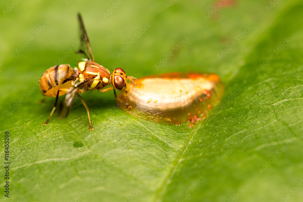 Bee nectar on leaves Bee nectar on leaves