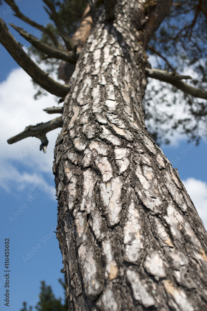 pine tree trunk