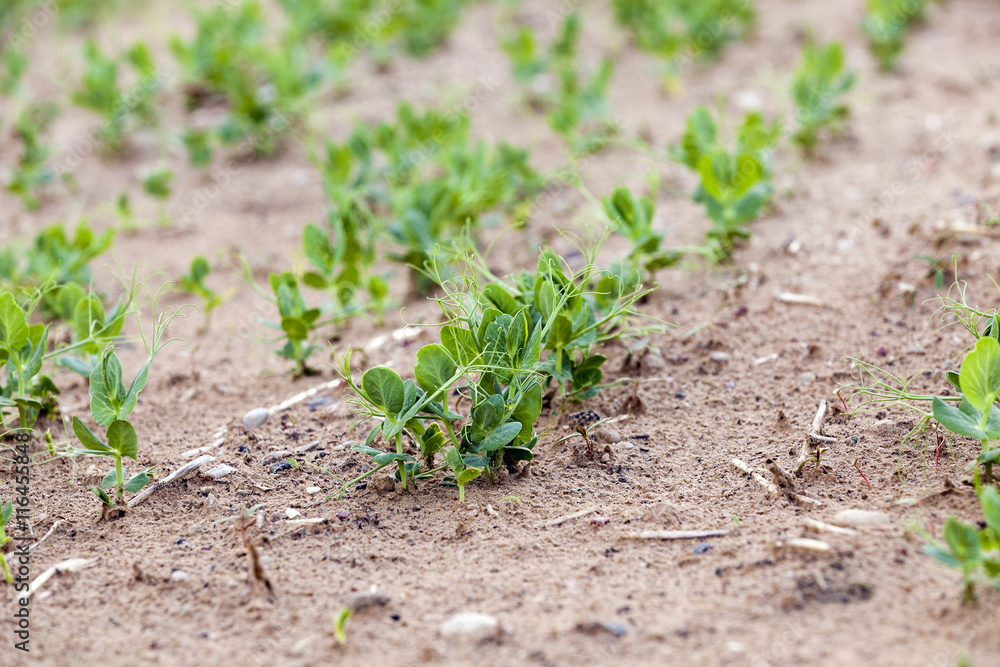 field with green peas