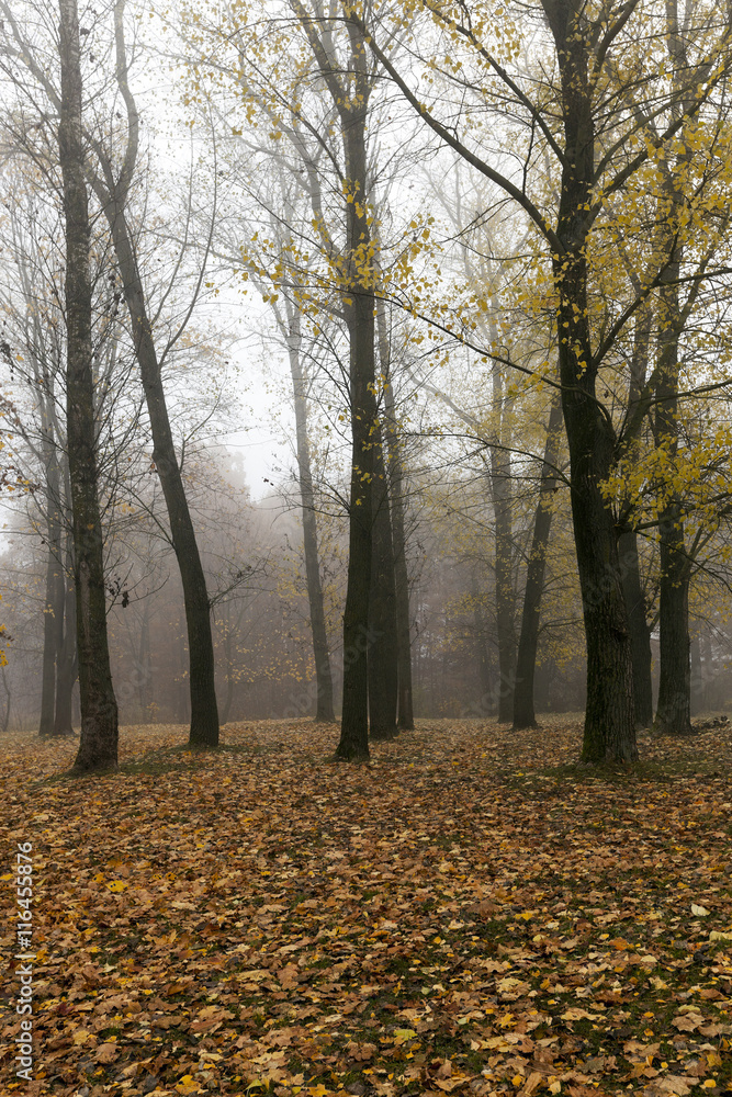 Obraz premium Autumn Park, overcast