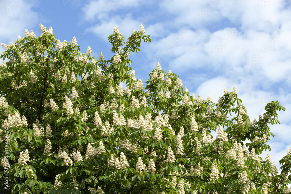 blooming chestnut tree in the spring