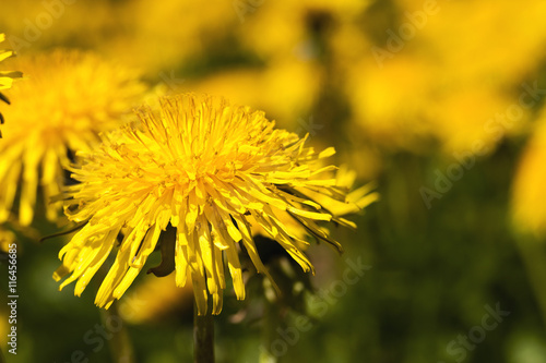 yellow dandelions , clodeup © rsooll