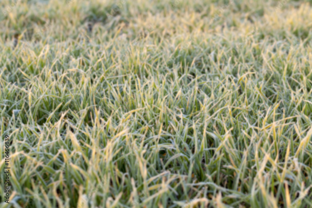 Fototapeta premium green wheat, close-up