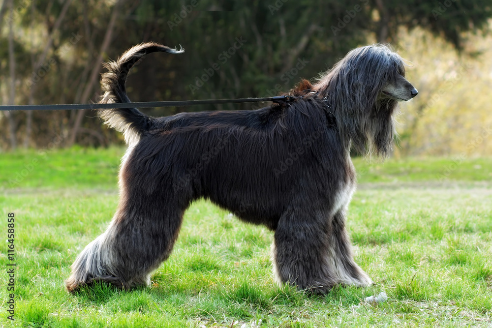 beautiful dog breed Afghan is on the leash beautiful dog breed Afghan is on the leash