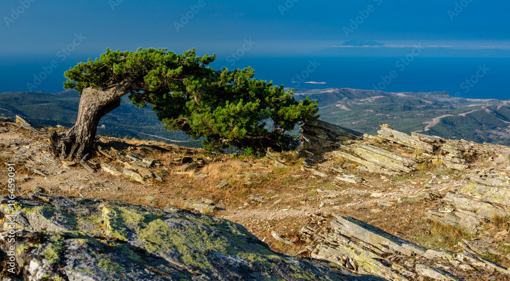 Single tree on top of a mountain in Thassos, Greece - branches blown away by the violent winds