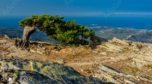 Single tree on top of a mountain in Thassos, Greece - branches blown away by the violent winds