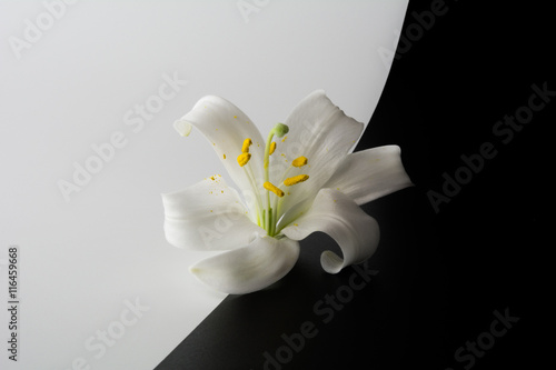Fototapeta Naklejka Na Ścianę i Meble -  Flower of lilies on a black & white background