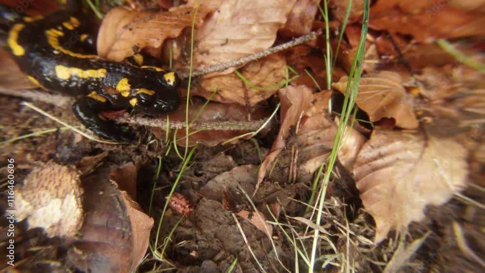 Salamander is Crawling on the Faded Grass Salamander is Crawling on the Faded Grass
