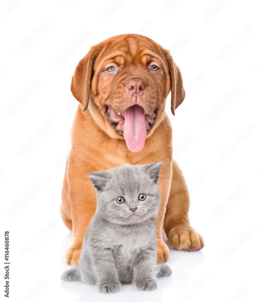bordeaux dogue puppy and scottish kitten sitting together. isolated on white