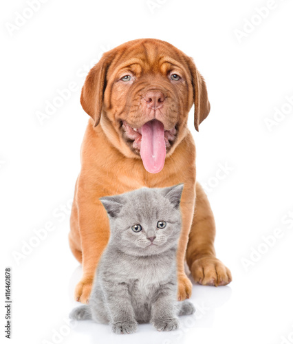 bordeaux dogue puppy and scottish kitten sitting together. isolated on white