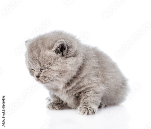newborn scottish kitten sleeping. isolated on white background