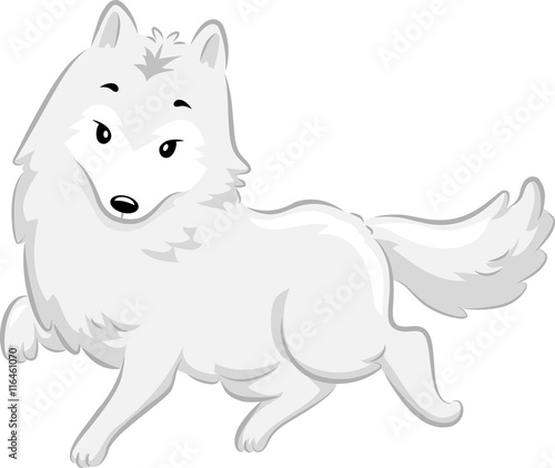 Arctic Fox