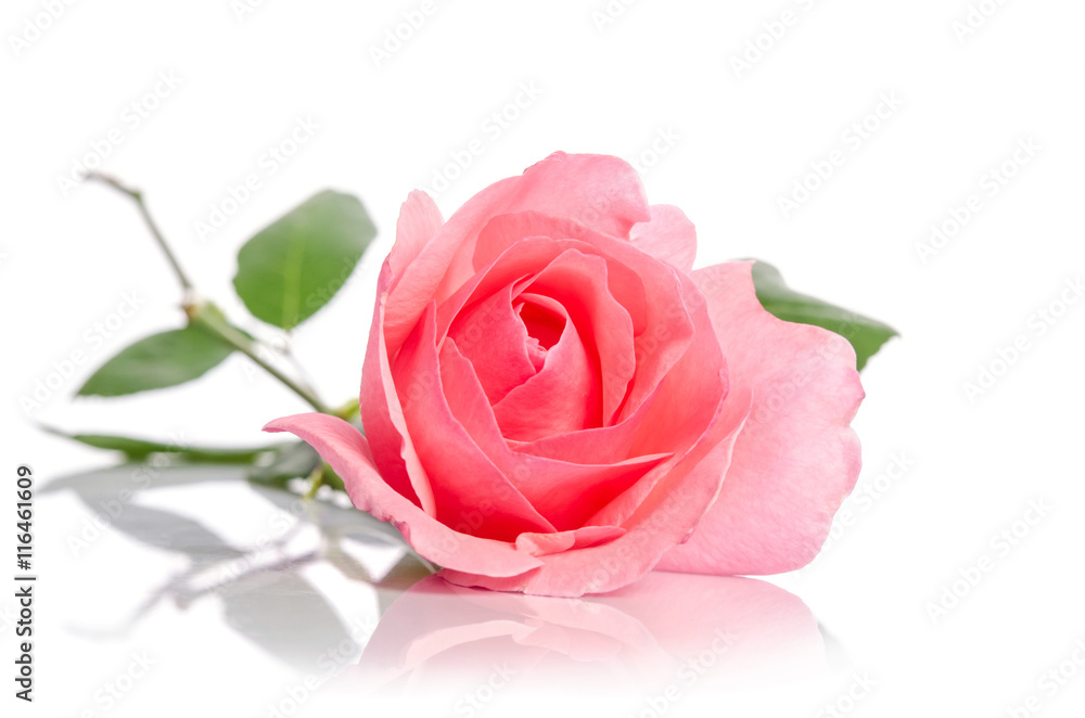 beautiful single pink rose lying down on a white background beautiful single pink rose lying down on a white background