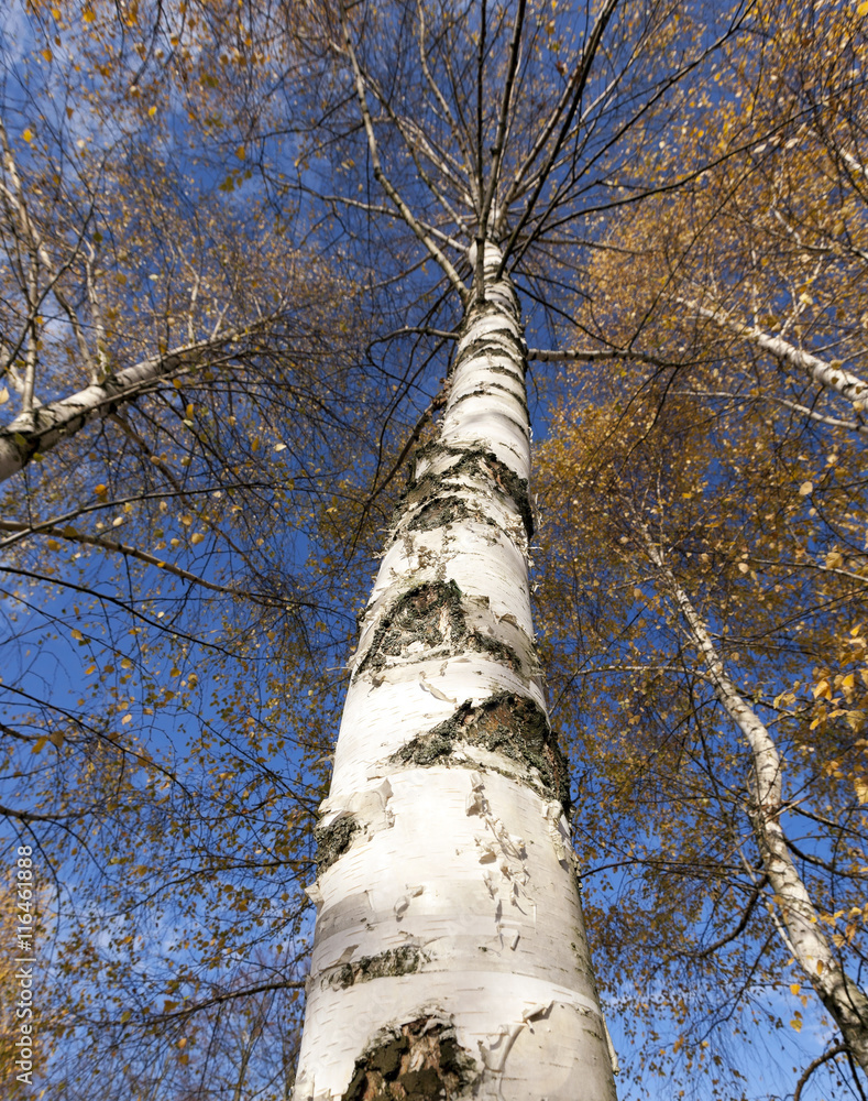 Fototapeta premium yellowing leaves of birch