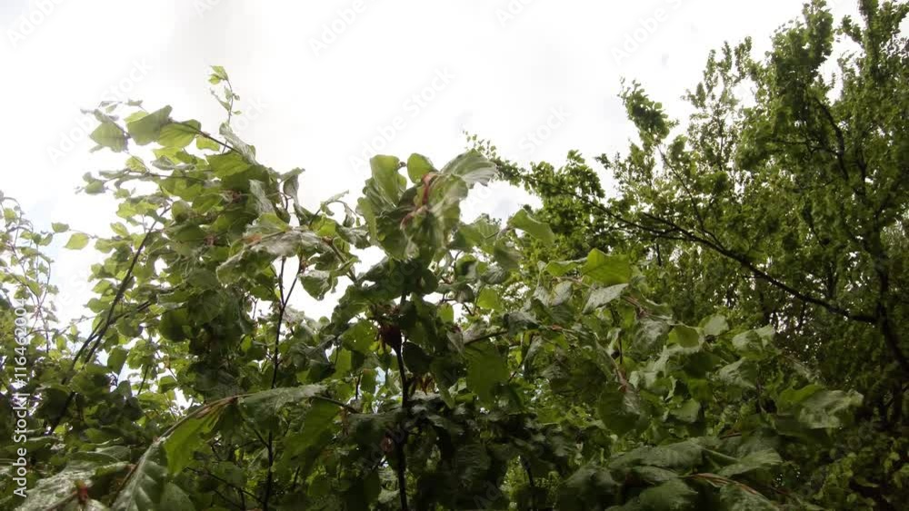 Leaves of a Tree in Mountain Area Swaying in Wind View From the Bottom up Leaves of a Tree in Mountain Area Swaying in Wind View From the Bottom up