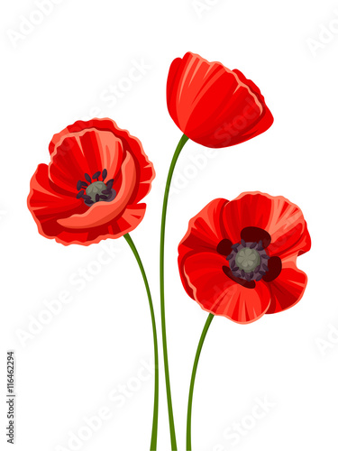 Vector three red poppies with stems isolated on a white background.