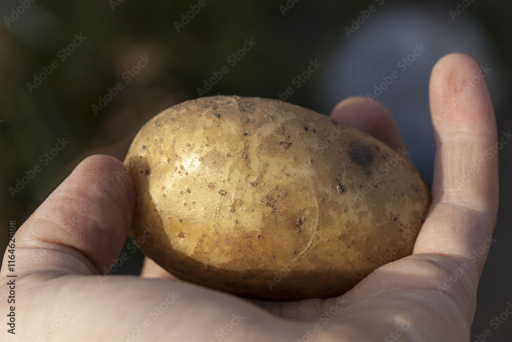 Potatoes in hand