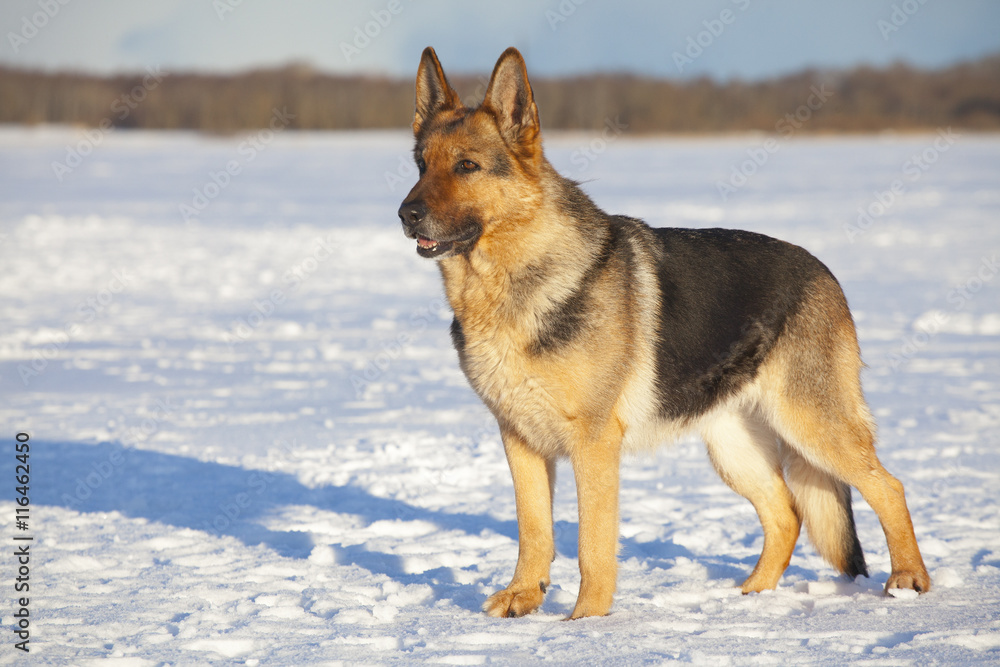German sheepdog German sheepdog