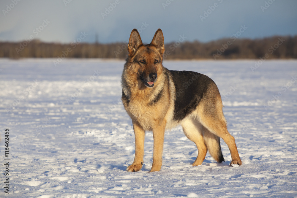 german sheepdog