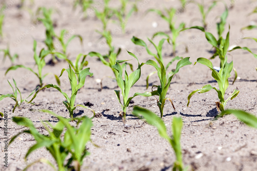 Field of green corn Field of green corn