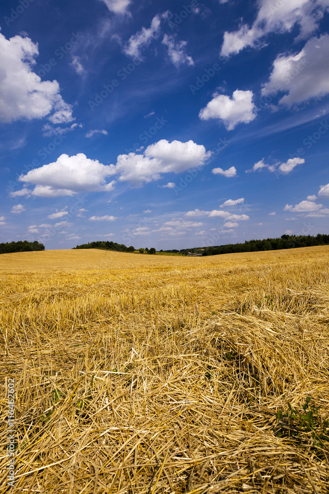 slanted wheat , harvest