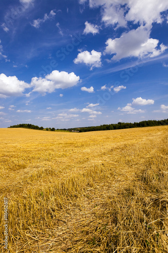 slanted wheat   harvest