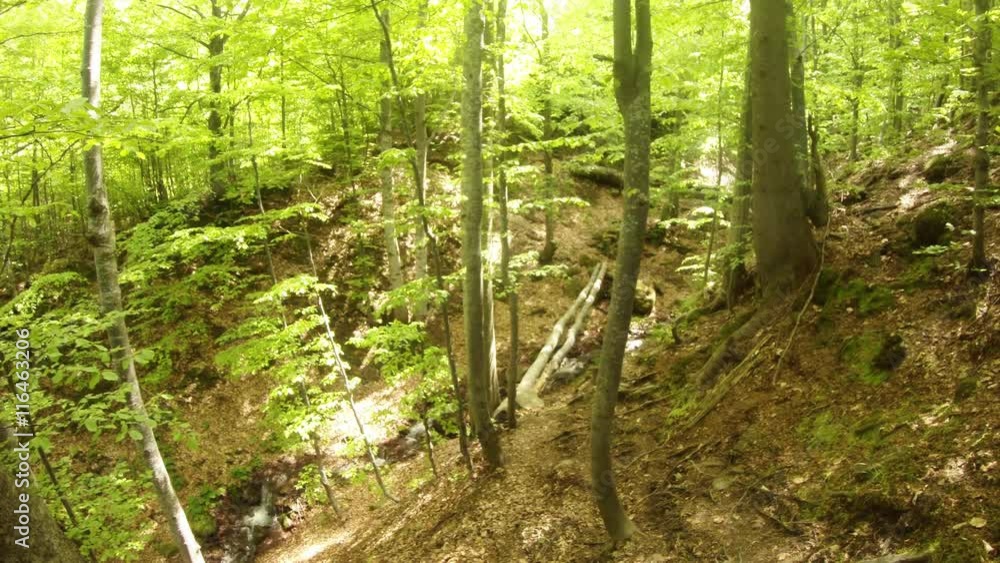 Young Forest of Thin Trees in Mountainous Terrain Young Forest of Thin Trees in Mountainous Terrain